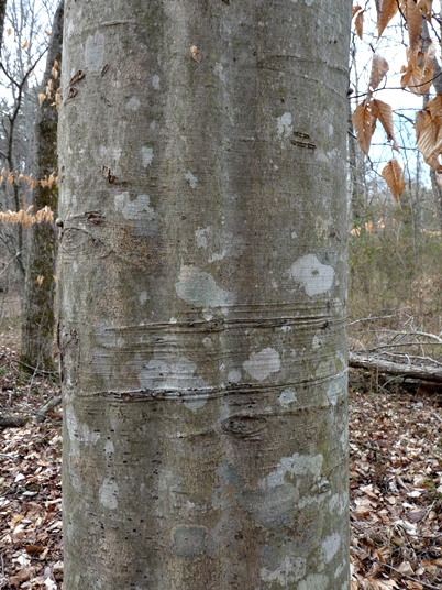 {Fagus grandifolia}